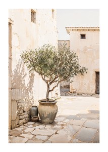  Olive Tree Mediterranean Setting No1