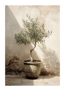 Olive Tree Mediterranean No1