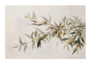 Olive Branch Aquarelle